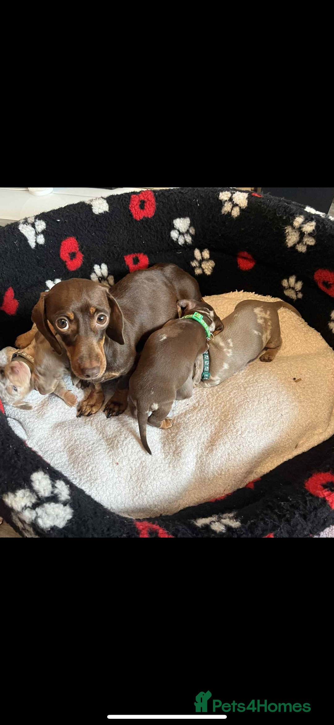 Dachshund dogs for sale: Miniature dapple chocolate boy puppies - Image 3