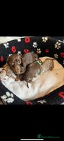 Dachshund dogs - Advert 11