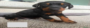 Dobermann 3