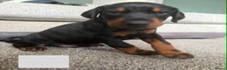 Dobermann dogs for sale: Dobermans for sale in Ayr - Advert 4