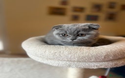 Scottish Fold cats for sale: Beautiful blue Scottish fold - Image 7