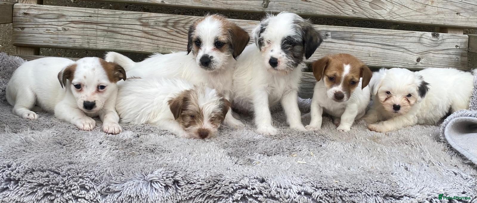 Jack Russell dogs Jack Russell puppies for sale - Advert 1