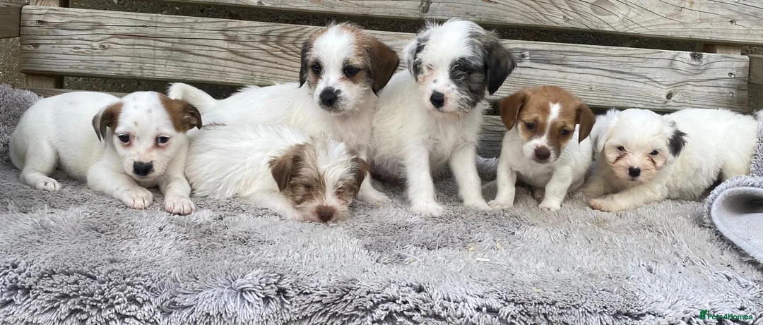 Jack Russell dogs for sale: Jack Russell puppies for sale - Advert 1