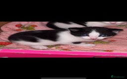Domestic Shorthair cats for sale: Kittens  - Image 6
