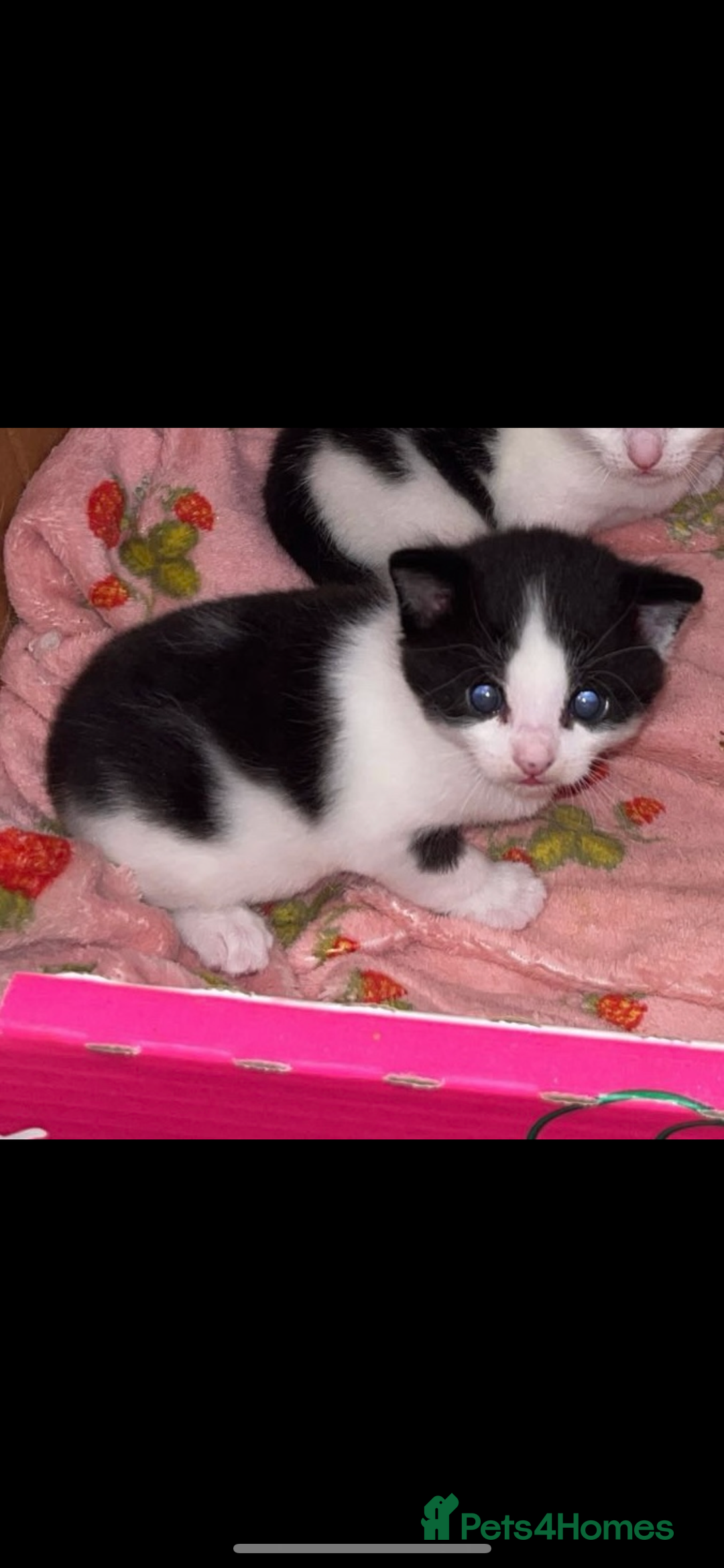 Domestic Shorthair cats for sale: Kittens  - Image 6