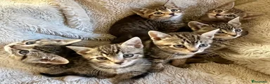 Bengal Kitten 4