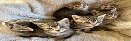 Bengal cats for sale: Glittery Bengal X With Famous References! - Advert 5