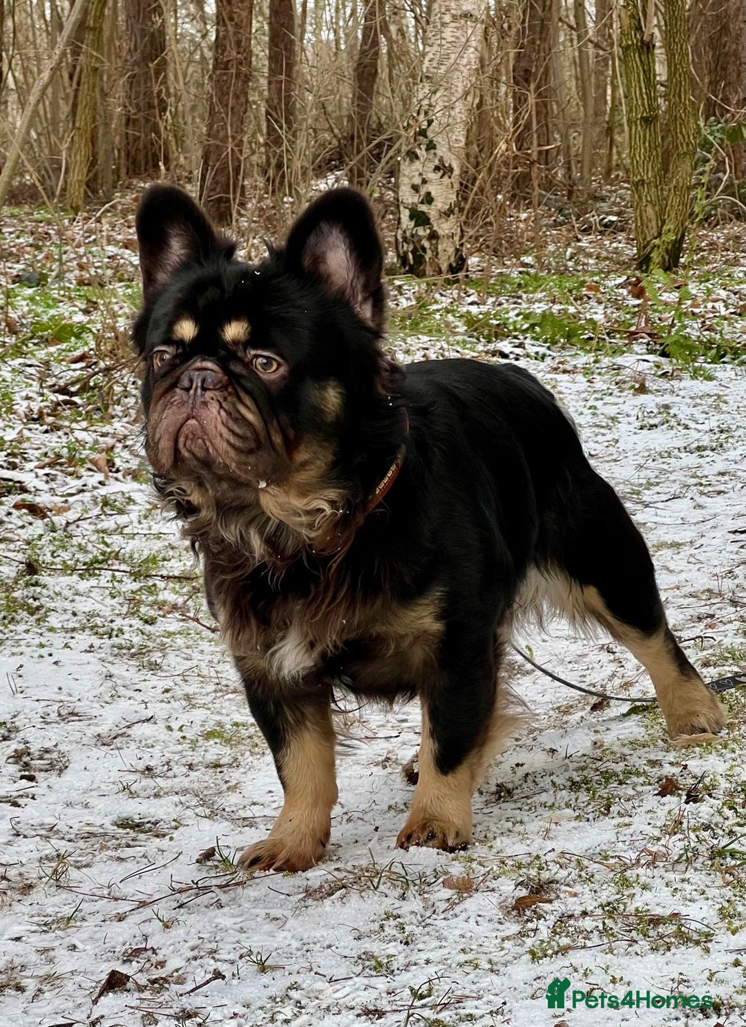 French Bulldog dogs for sale:   HIGH DNA FOR THE LOW ££ BR frenchie boys - Advert 15