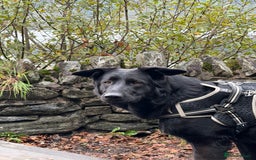 German Shepherd dogs for sale: Female German shepherd 2yo - Image 3