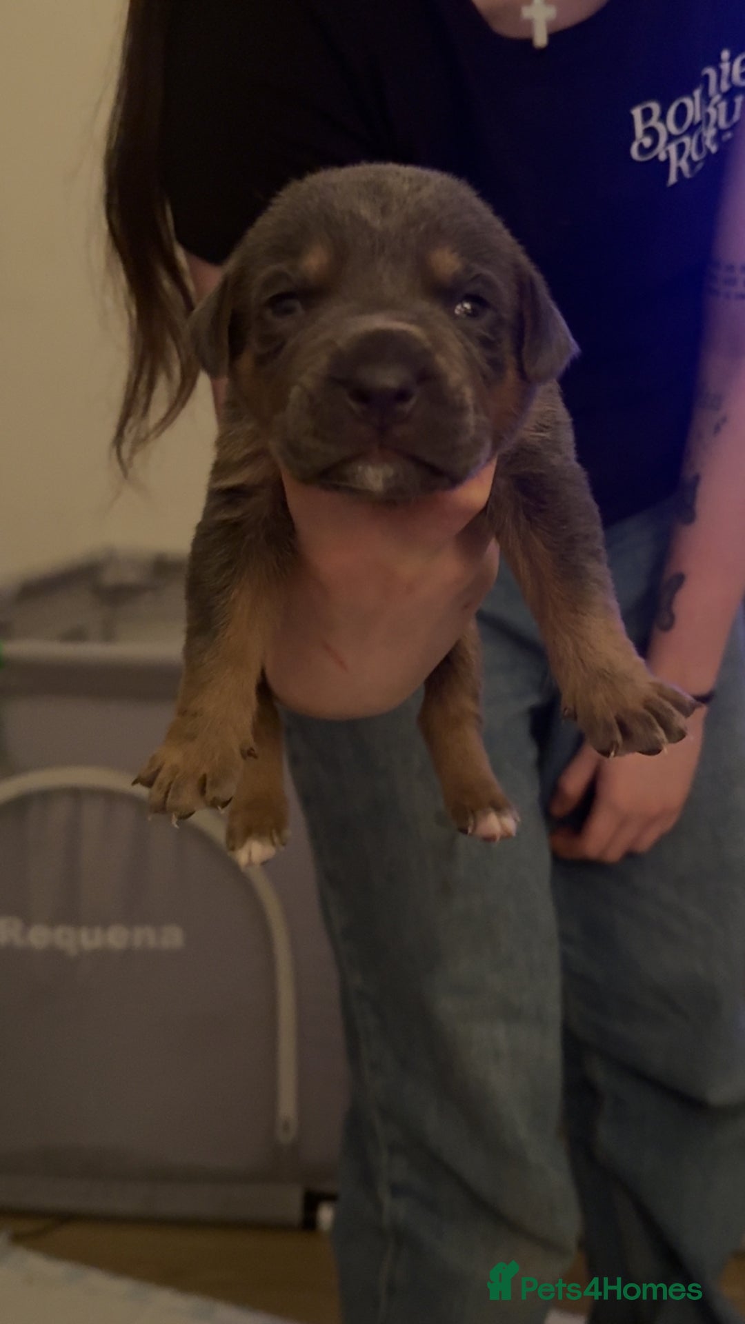 Mixed Breed birds for sale: German shepherd x cane corso pups!  - Advert 7