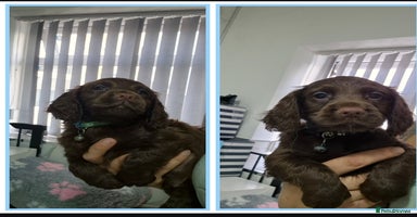 Cocker Spaniel dogs Working cocker puppies for sale - Advert 7