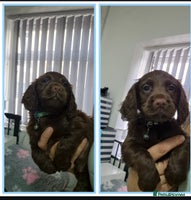 Cocker Spaniel dogs Working cocker puppies for sale - Advert 7