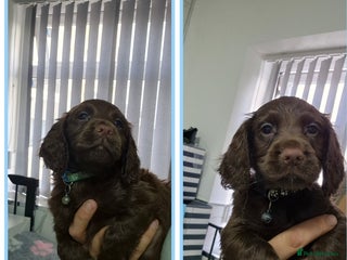 Cocker Spaniel dogs Working cocker puppies for sale - Advert 1