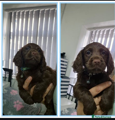 Cocker Spaniel dogs Working cocker puppies for sale - Advert 10