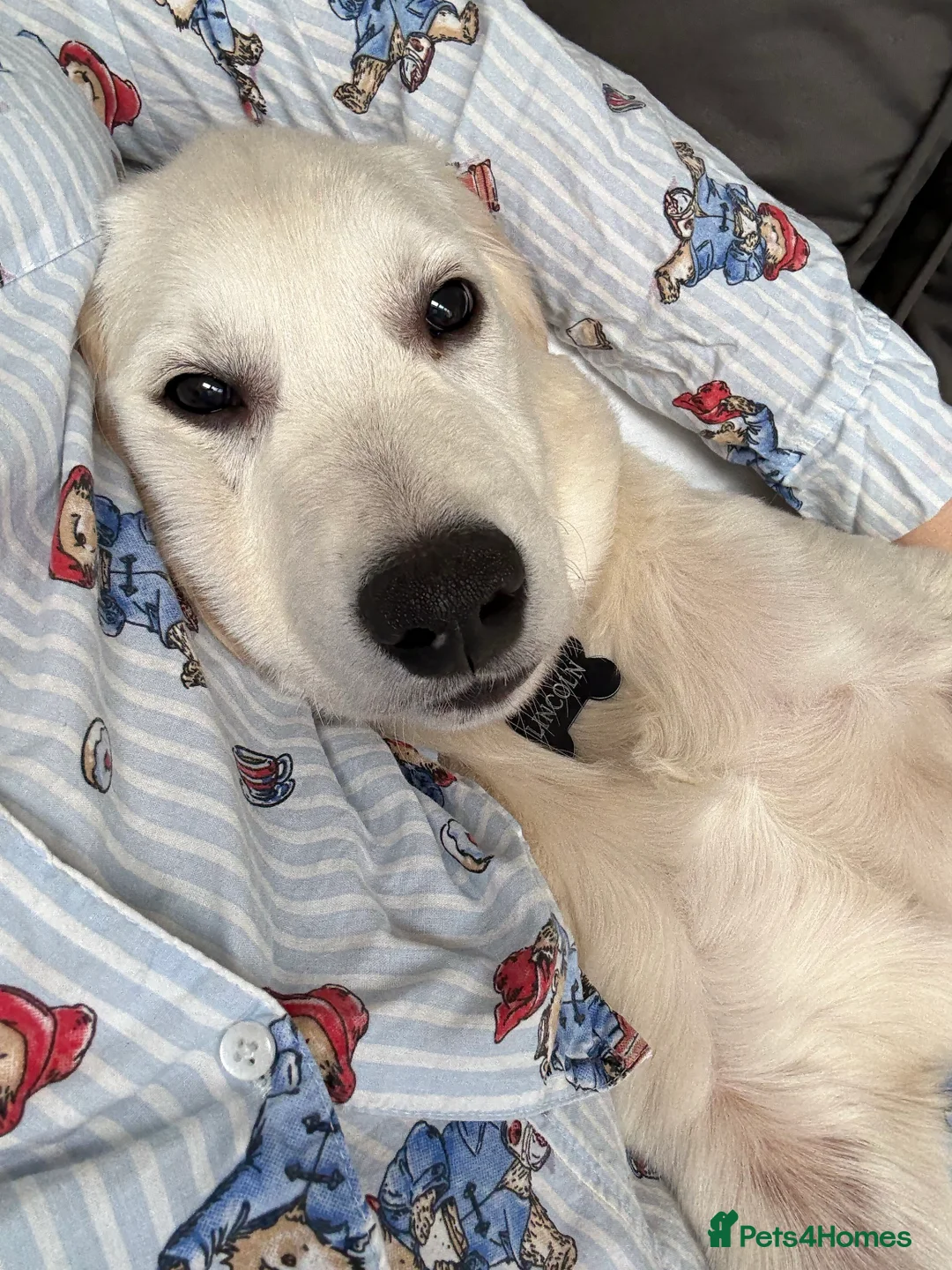 Golden Retriever dogs for sale: 6 month old, Male golden retriever  - Advert 16