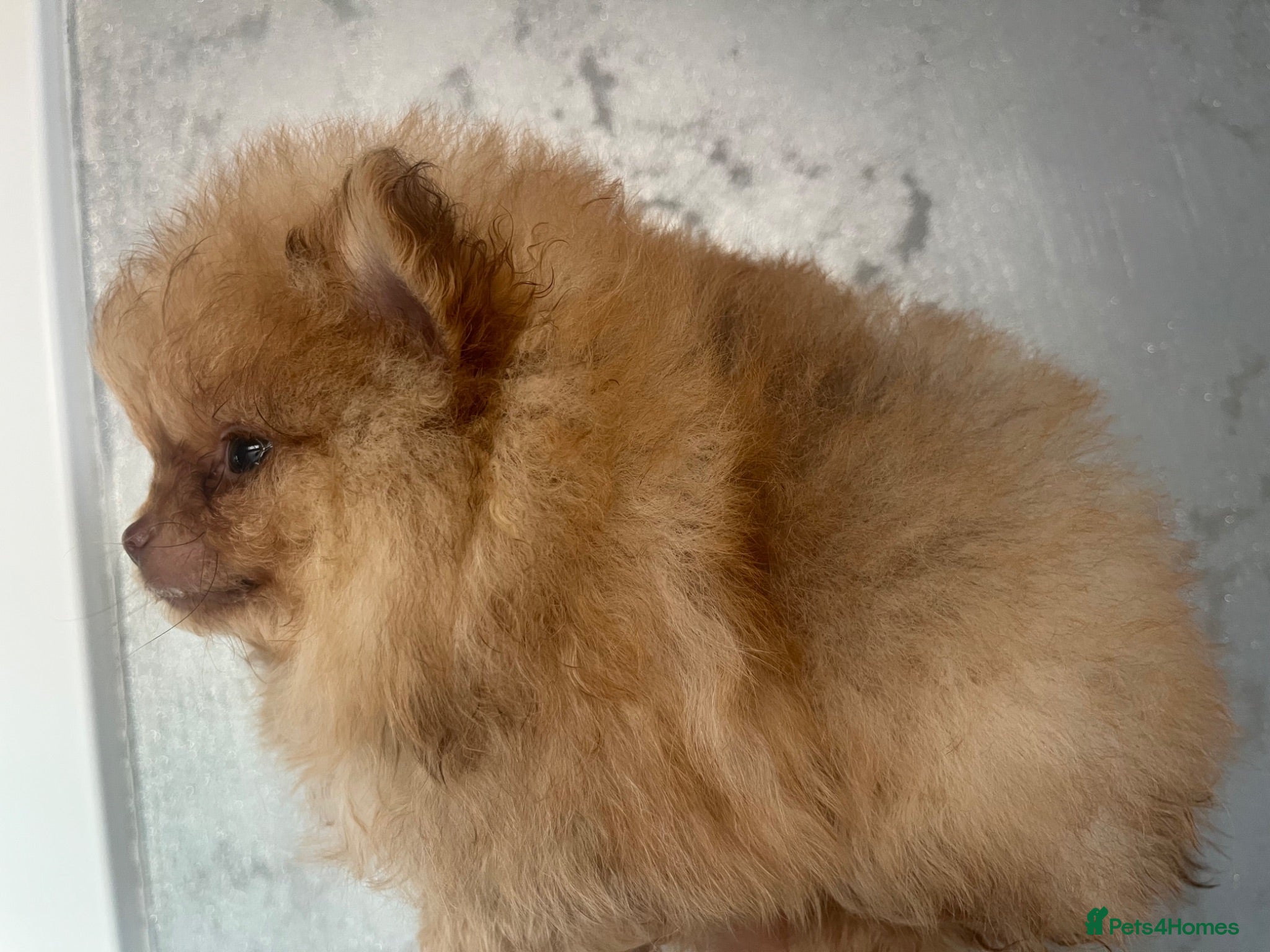 Pomeranian dogs Pomeranian babies for sale!!! - Advert 11