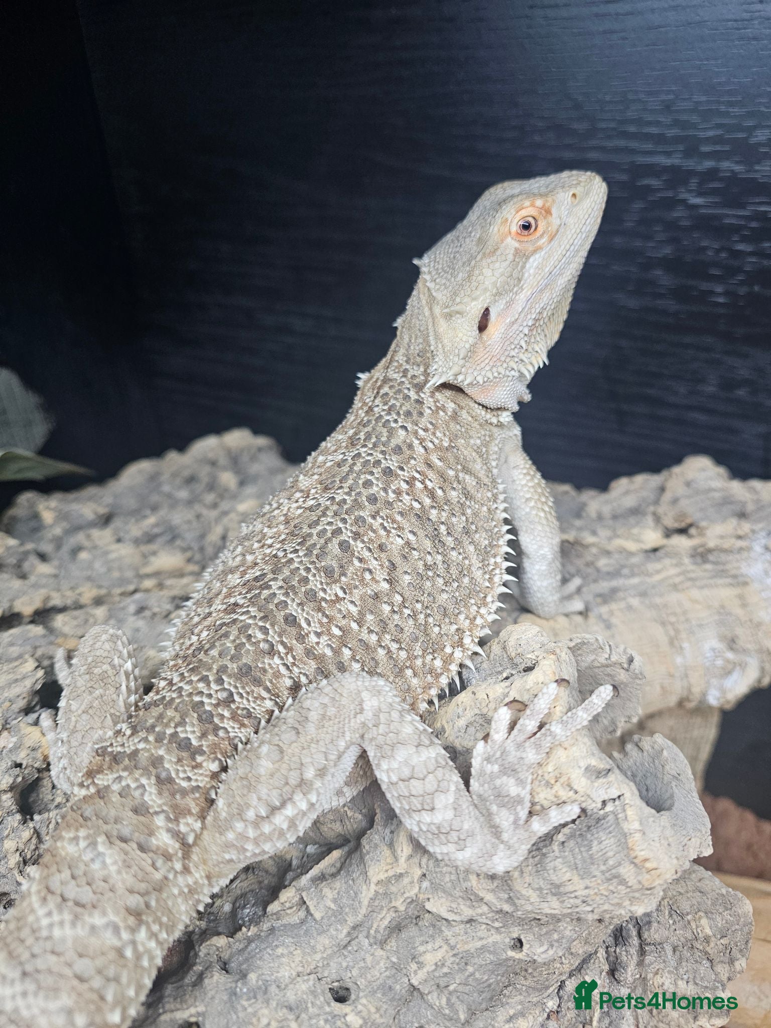 Bearded Dragon reptiles Bearded dragon and corn snake withbset ups - Advert 2