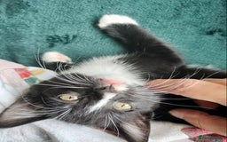 British Shorthair cats for sale: Two cute and cuddly little girl kittens - Image 11