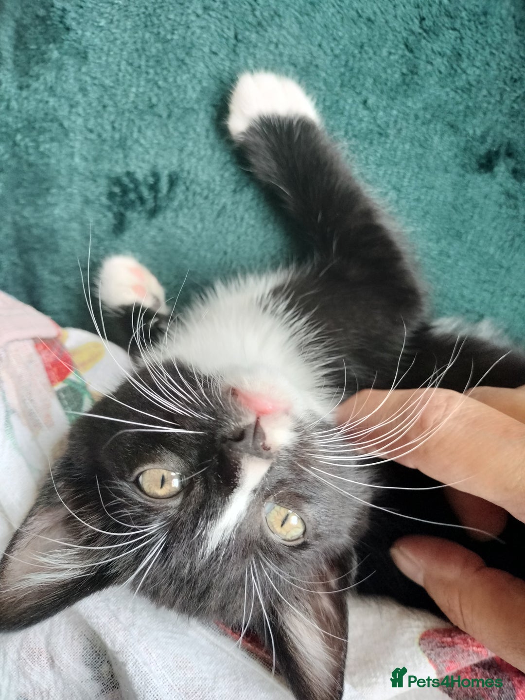 British Shorthair cats for sale: Two cute and cuddly little girl kittens - Image 11