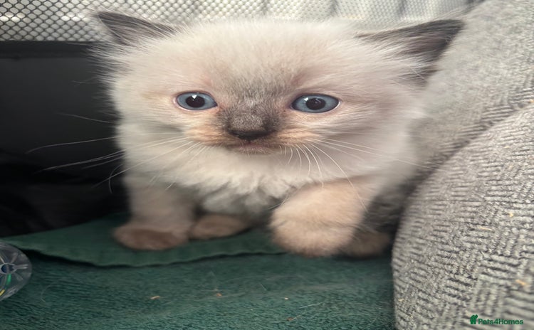 Ragdoll cats - Advert 5