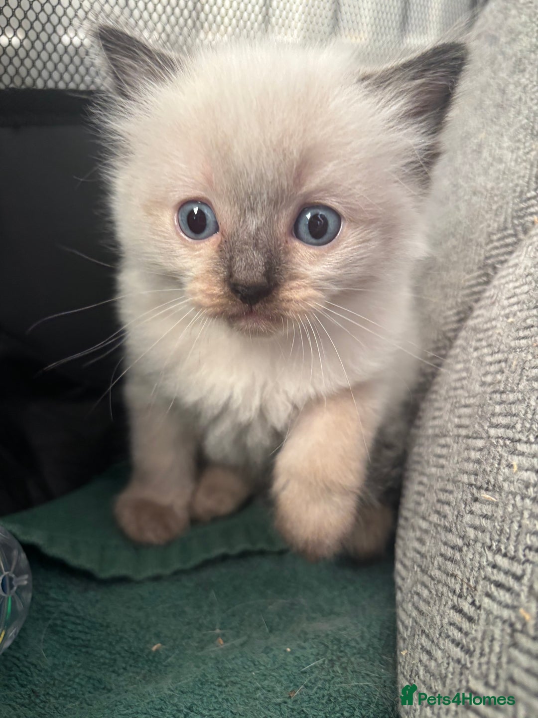 Ragdoll cats for sale: Ragdoll kittens - Image 6