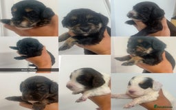 Cockapoo dogs for sale: Beautiful cockapoo family litter  - Image 1