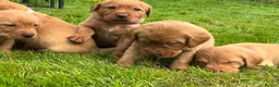 Labrador Retriever dogs for sale: KC fox red puppies - Advert 3