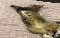 British Shorthair cats for sale: Beautiful Baby Bobby  - Image 2