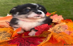 Welsh Corgi Pembroke dogs for sale: Champion Show quality stunning Corgi Puppies - Image 23