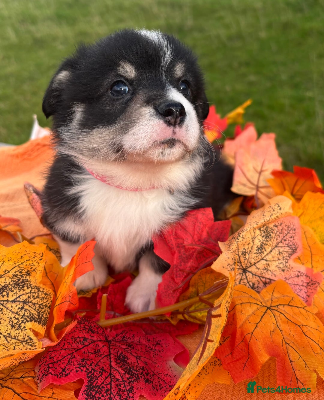 Welsh Corgi Pembroke dogs for sale: Champion Show quality stunning Corgi Puppies - Image 23