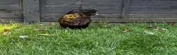 Chickens poultry for sale: Laying Hens just over a year old - Advert 5