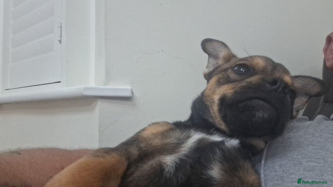 Mixed Breed dogs for sale: jack chi for sale - Image 4