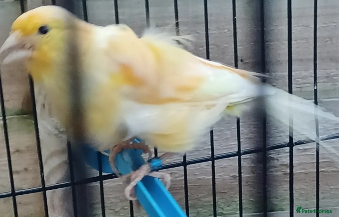 Canaries birds for sale: HARLEQUIN RED FACTOR PORTUGUESE CREASTED  - Advert 40