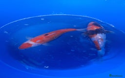 Koi Carp fish for sale: Japanese koi carp overstock available - Image 2