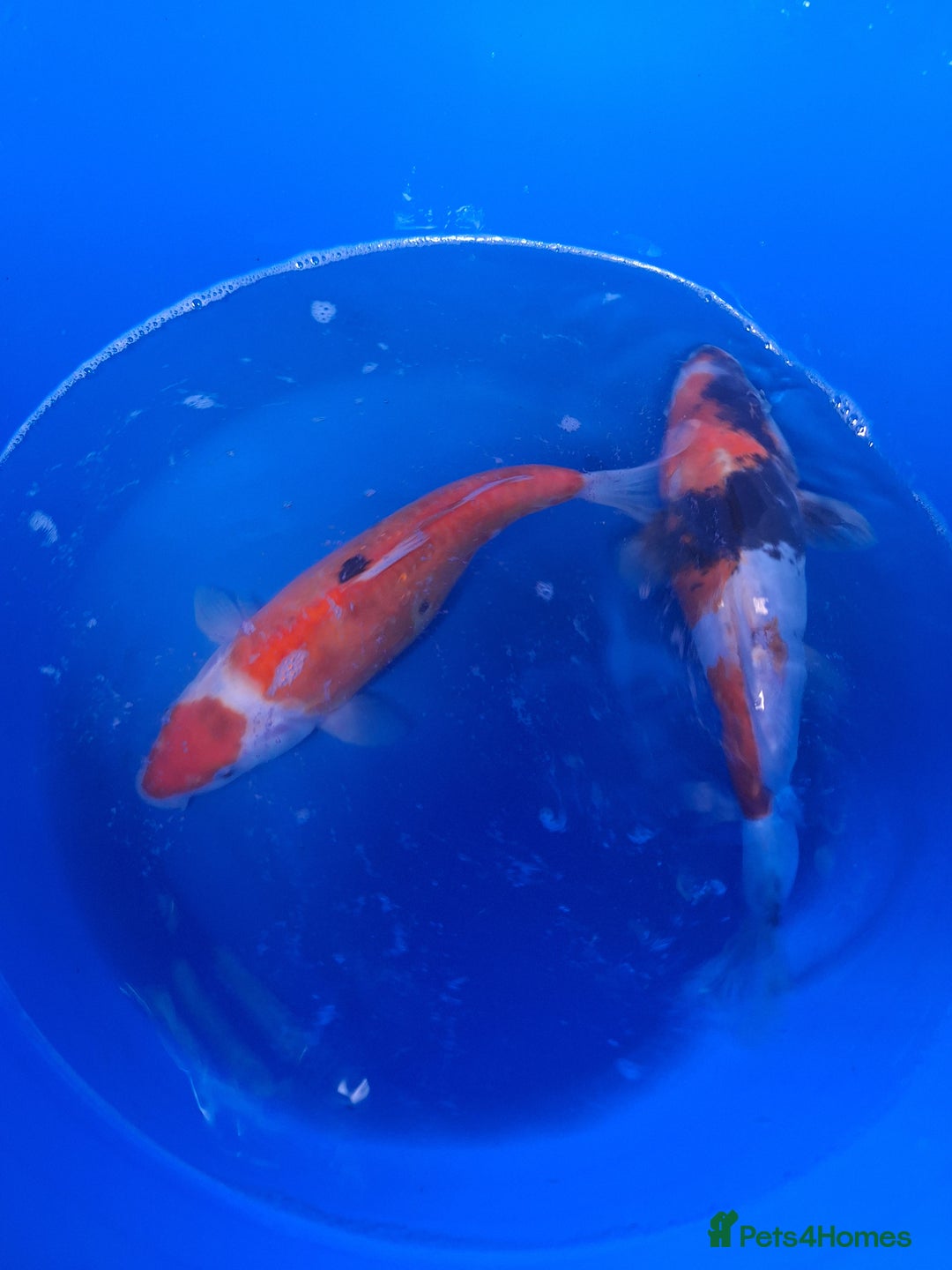 Koi Carp fish for sale: Japanese koi carp overstock available - Image 2