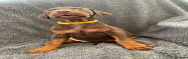 Dobermann Puppy 4