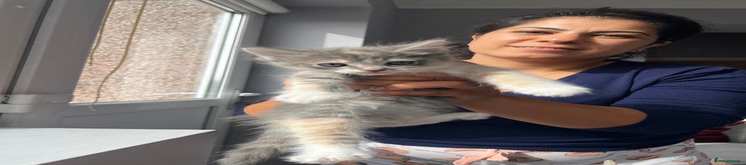 Ragdoll Kitten 3