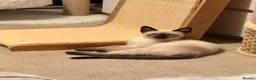 Ragamese cats for sale: Beautiful Ragamese kittens - Advert 11