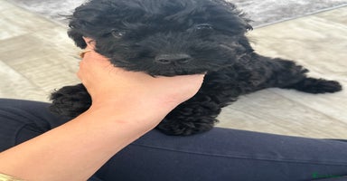Cockapoo dogs in Crieff - Advert 8