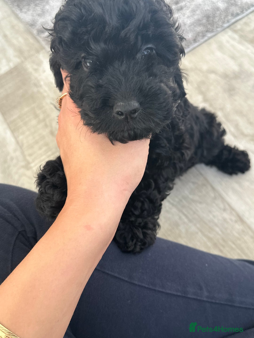 Cockapoo dogs for sale:  Cockapoo puppies F1 *READY TO LEAVE* 1 Girl Left  in Crieff - Image 2