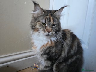 Maine Coon cats Beautiful Mainecoon girl - Advert 6