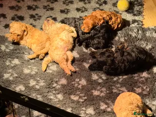 Cavapoo dogs Top quality F1 Cavapoo puppies - Advert 8