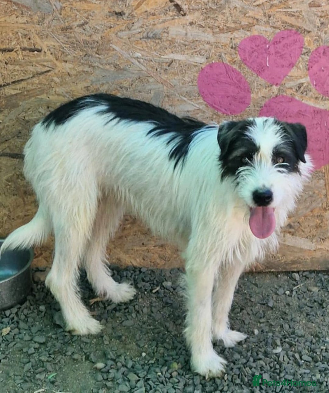 Mixed Breed dogs for adoption: 🌟 STELLA, a Lovely shy Girl - for a Loving Home🐾 - Image 2