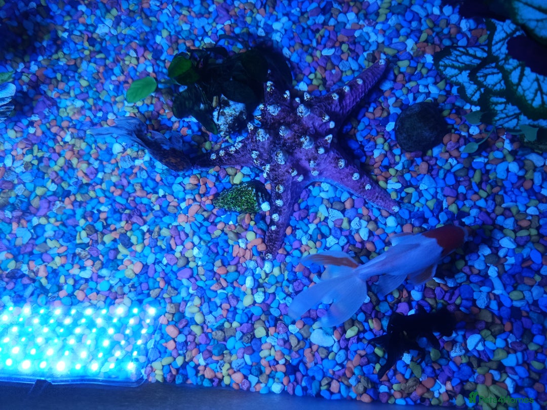 Fancy Goldfish fish for sale: ✨ Beautiful Fancy Goldfish Looking for a New Home  - Advert 4