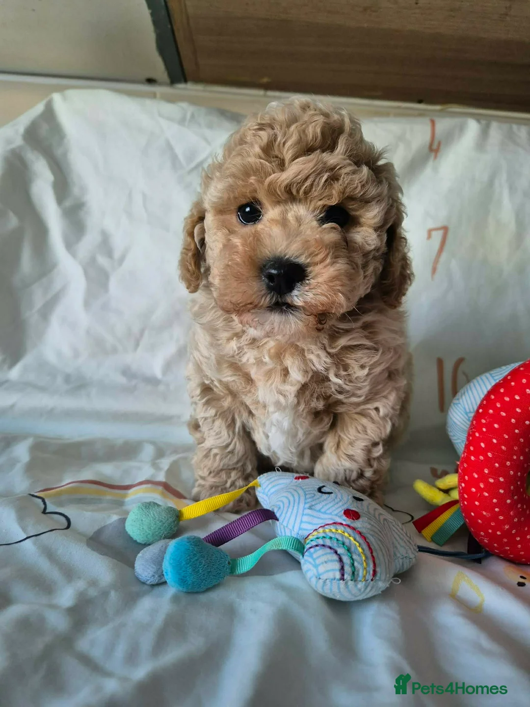 Maltipoo dogs for sale: Maltipoo boys  - Advert 2