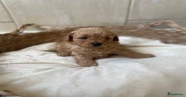 Toy Poodle dogs - Advert 6
