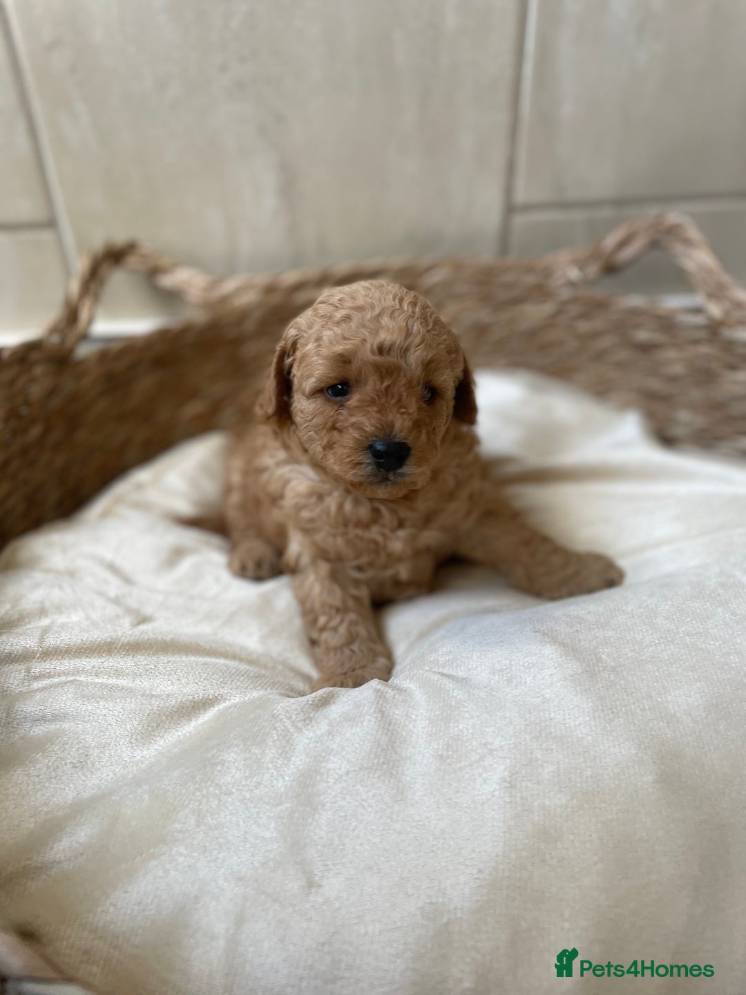 Toy Poodle dogs for sale: 5*Ukrainian toy poodle 1 girl available  - Image 3