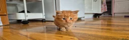 Mixed Breed cats for sale: Scottish gold kittens in Heathfield - Advert 10