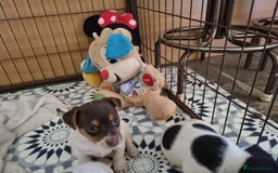 Jack Russell dogs for sale: Jack Russell pups  - Image 5