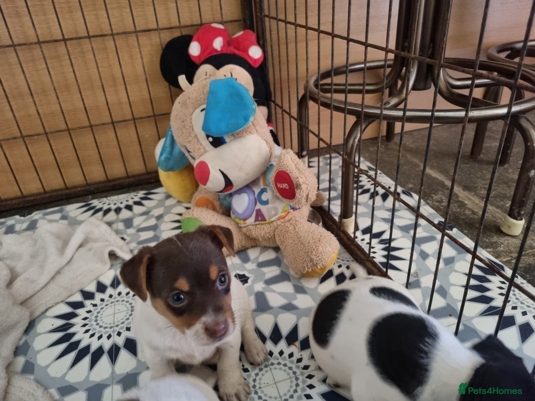Jack Russell dogs for sale: Jack Russell pups  - Image 5